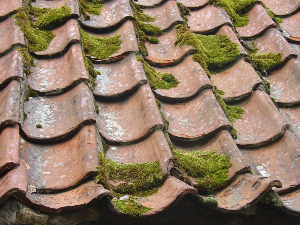 Démoussage de toiture
